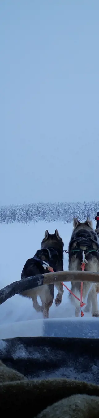 Husky